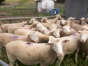 Rams: White Suffolk Rams