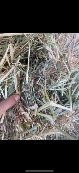 Oaten small square bales