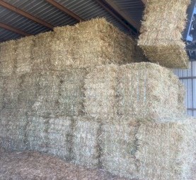 Oaten small square bales