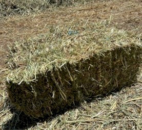 Oaten small square bales