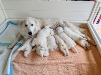 Purebred Maremma Puppies just in time for Christmas!