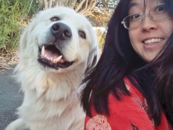 Purebred Maremma Puppies just in time for Christmas!