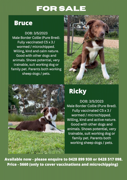 Border Collie pups - good working lines. 