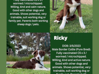 Border Collie pups - good working lines. 