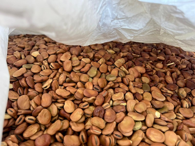 Broad Beans - 10-14 mm Count Machine Dressed Bagged