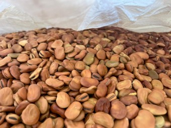 Broad Beans - 10-14 mm Count Machine Dressed Bagged