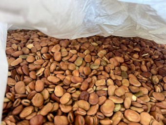 Broad Beans - 10-14 mm Count Machine Dressed Bagged