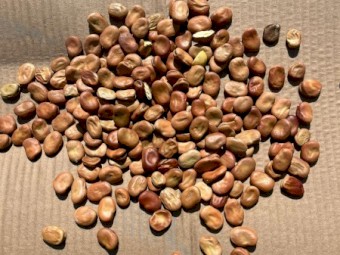 Broad Beans - 10-14 mm Count Machine Dressed Bagged