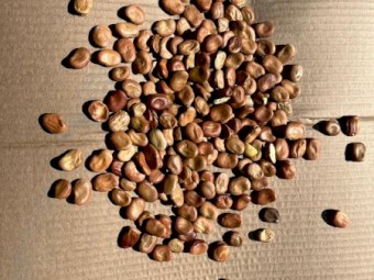 Broad Beans - 10-14 mm Count Machine Dressed Bagged