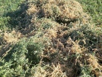 Lucerne Hay Small Squares in Baron packs of 21