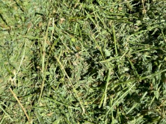 Lucerne Hay Small Squares in Baron packs of 21