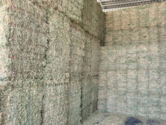 Lucerne Hay Small Squares in Baron packs of 21