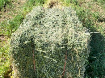 Lucerne Hay Small Squares in Baron packs of 21
