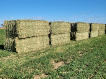 10mt Lucerne Hay 600kg 8x4x3 Bales