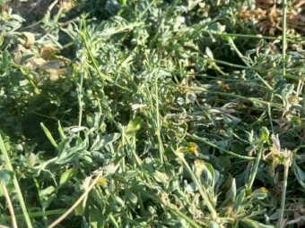 10mt Lucerne Hay 600kg 8x4x3 Bales