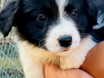 Long coat pure Border collie pups.