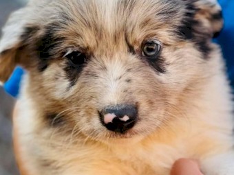 Long coat pure Border collie pups.