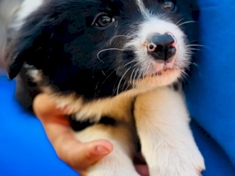 Long coat pure Border collie pups.