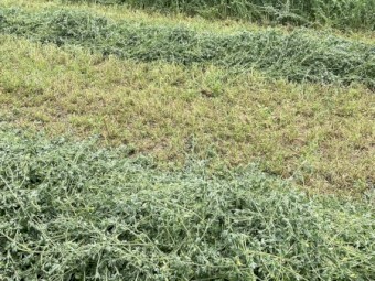 Irrigated Lucerne Silage 4ft Rounds