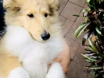 collie rough puppy pick of litter 12 weeks old  male 