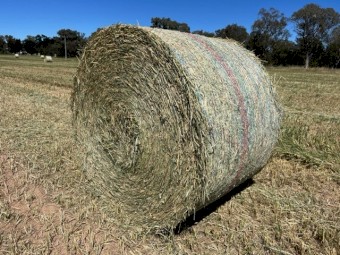 New Season Bearded Wheaten Hay 5 x 4 Rounds