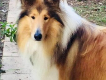 collie rough puppy pick of litter 12 weeks old  male 