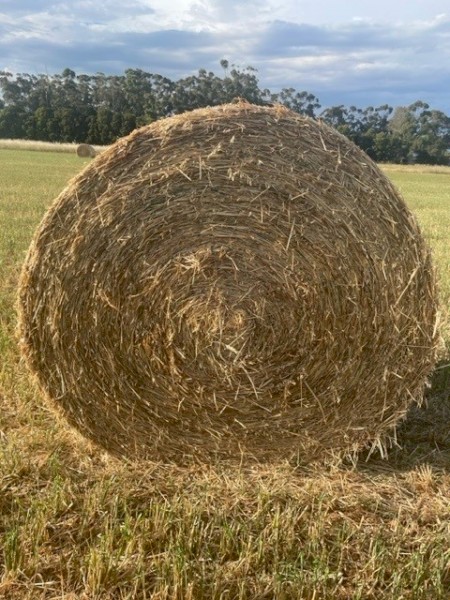 Oaten Rolls and Oaten/Rye Grass Rolls