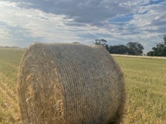 Oaten Rolls and Oaten/Rye Grass Rolls