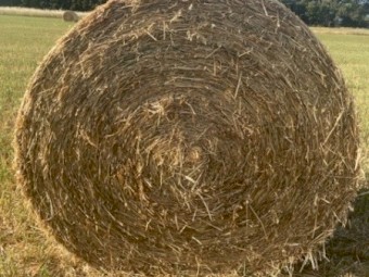Oaten Rolls and Oaten/Rye Grass Rolls