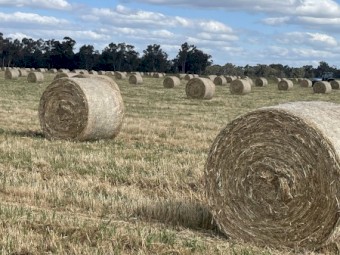 Tetila ryegrass/Eurabbie oats hay