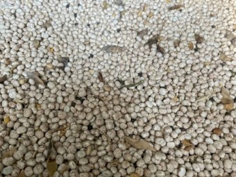 100mt Bateman Lupins