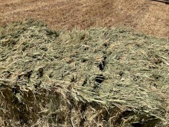 Oaten Hay 8x4x3 Bales