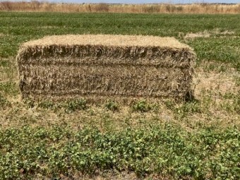 160mt Irrigated Balansa Clover and Rye Hay