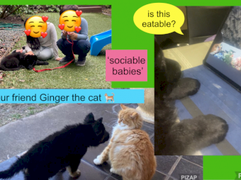 German shepherd puppies