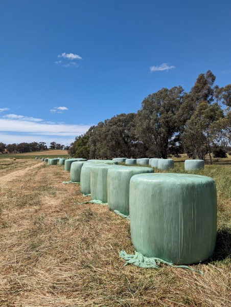 Oat/Clover/Vetch Silage Rounds