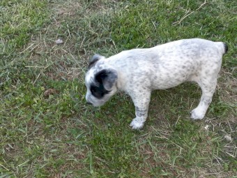 Pure Bred Smithfield Stumpy-Tail Cattle Dogs x 2