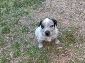 Pure Bred Smithfield Stumpy-Tail Cattle Dogs x 2