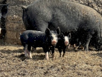 Purebred Berkshire and Hampshire Pigs