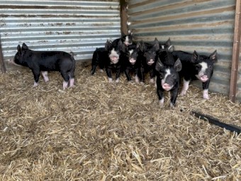 Purebred Berkshire and Hampshire Pigs
