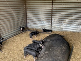 Purebred Berkshire and Hampshire Pigs