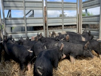 Purebred Berkshire and Hampshire Pigs