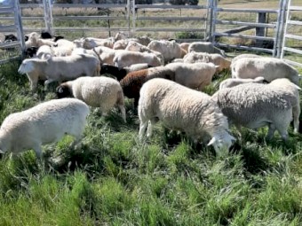 Premium Dorper Sheep Rams, Lambs, and Ewes for Sale