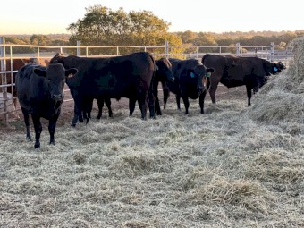 120 - Black Wagyu Bulls