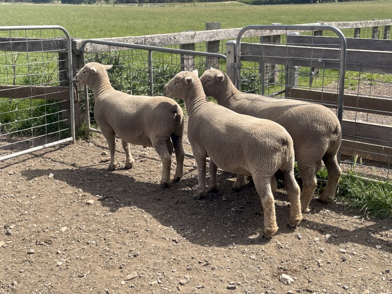 Southdown rams