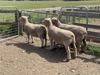 Southdown rams