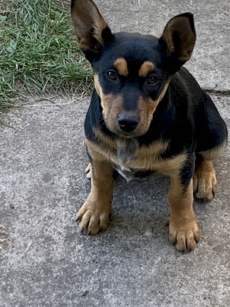 Kelpie pups ( Very intelligent)