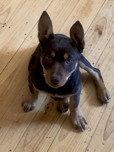 Kelpie pups ( Very intelligent)