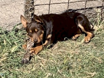 Kelpie pups ( Very intelligent)