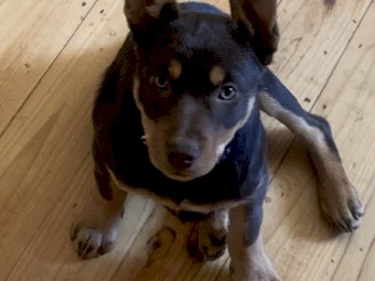 Kelpie pups ( Very intelligent)