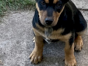 Kelpie pups ( Very intelligent)